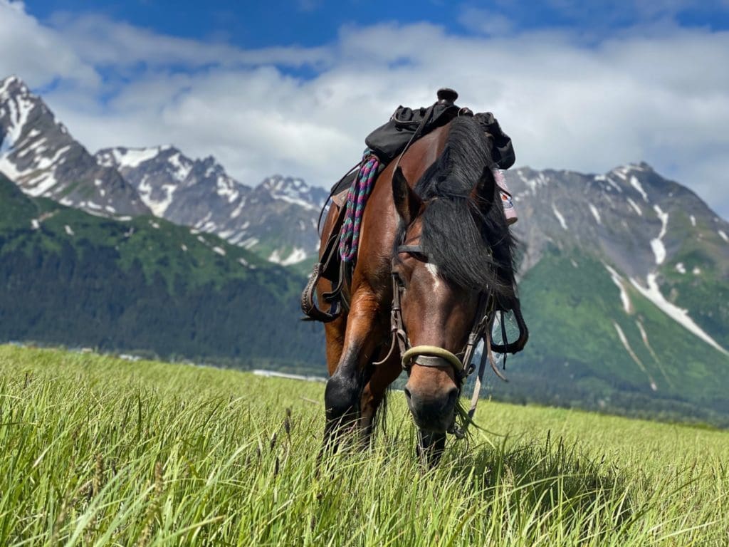Seward Horseback Trail Rides | Bardys Trail Rides