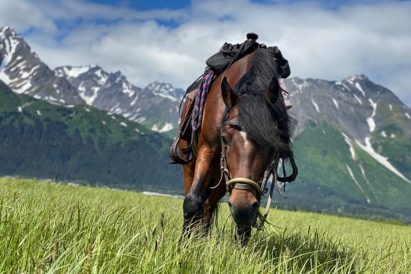 Seward Horseback Trail Rides | Bardys Trail Rides