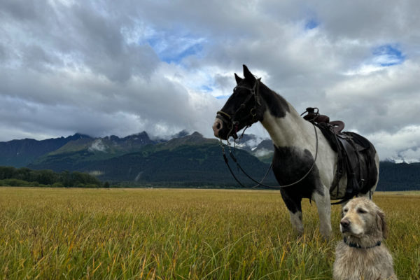 Seward Horseback Trail Rides | Bardys Trail Rides