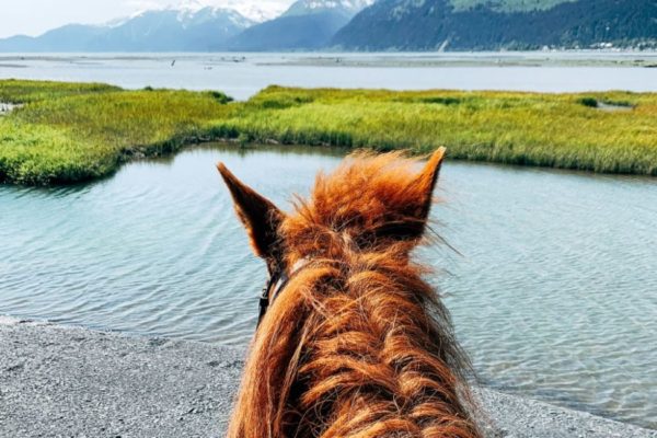 Seward Horseback Trail Rides | Bardys Trail Rides