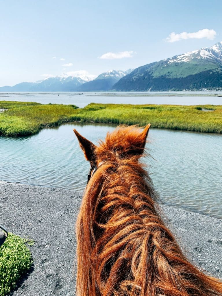 Seward Horseback Trail Rides | Bardys Trail Rides