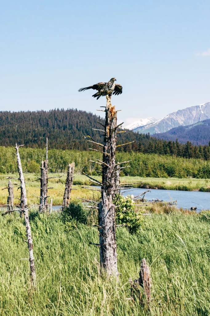 Seward Horseback Trail Rides | Bardys Trail Rides