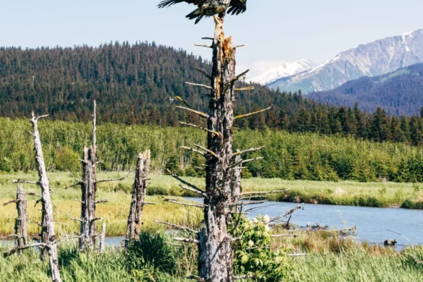 Seward Horseback Trail Rides | Bardys Trail Rides